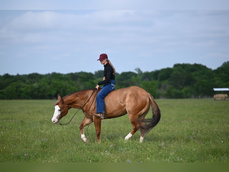 Quarter horse américain Hongre 14 Ans Isabelle in Mount Vernon