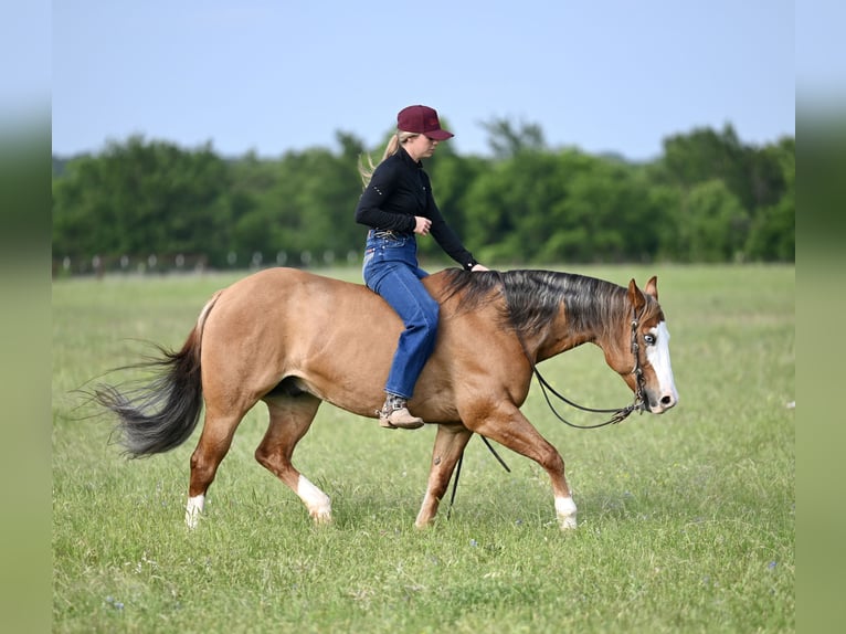Quarter horse américain Hongre 14 Ans Isabelle in Mount Vernon