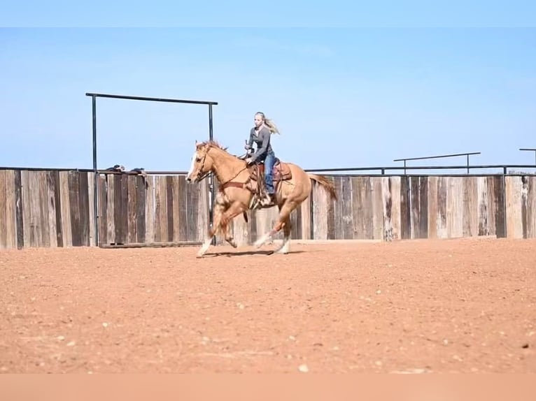 Quarter horse américain Hongre 14 Ans Isabelle in Waco TX