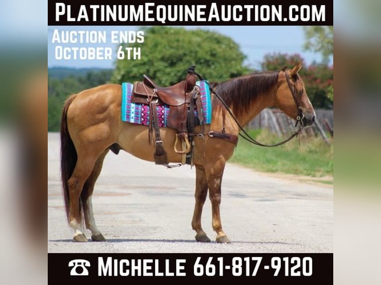 Quarter horse américain Hongre 14 Ans Isabelle in Stephenville TX