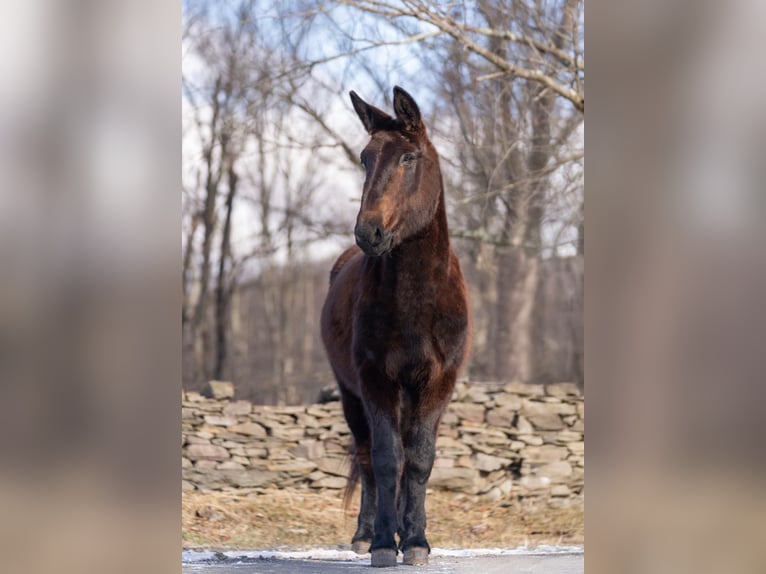 Quarter horse américain Hongre 14 Ans Noir in EVERETT, PA