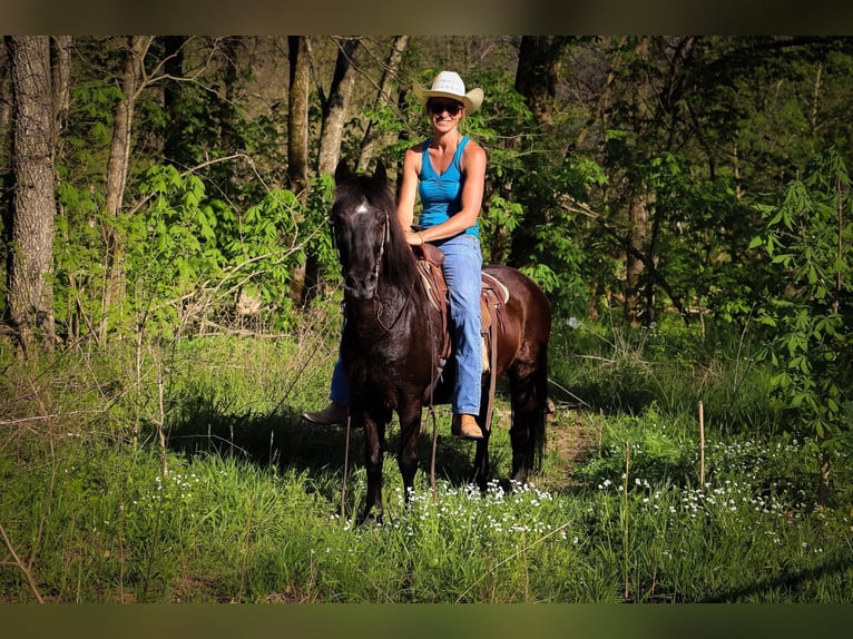 Quarter horse américain Hongre 14 Ans Noir in Hillsboro KY