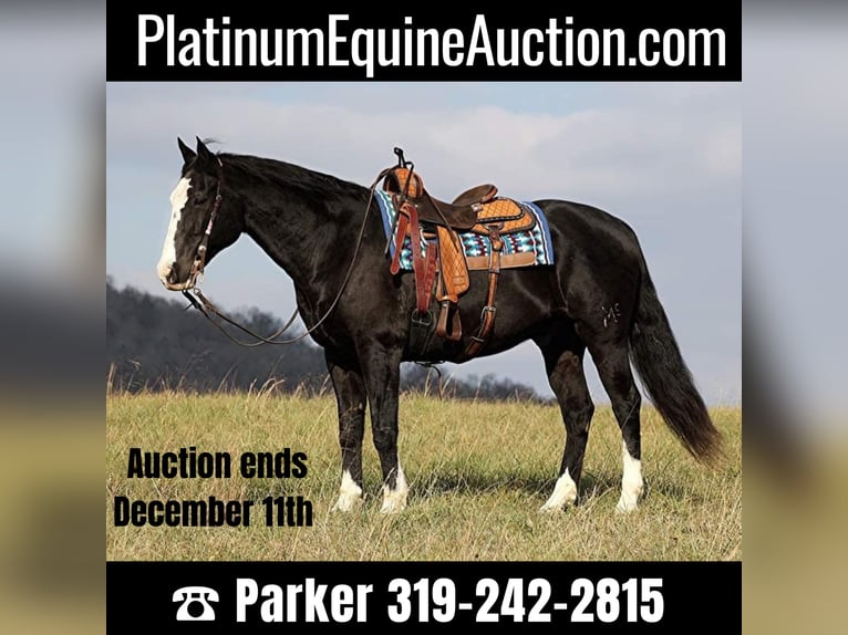 Quarter horse américain Hongre 14 Ans Noir in Brodhead KY