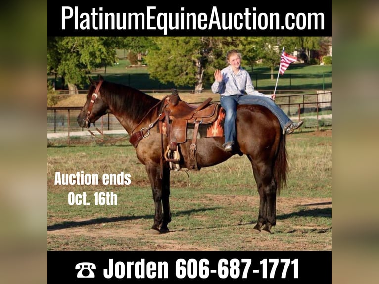 Quarter horse américain Hongre 14 Ans Noir in Cleburne, TX