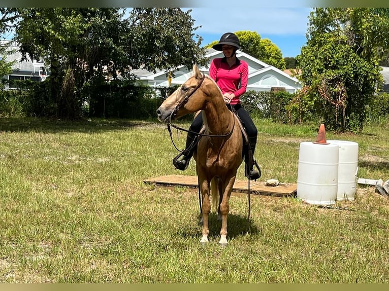 Quarter horse américain Croisé Hongre 14 Ans Palomino in Brooksville, FL