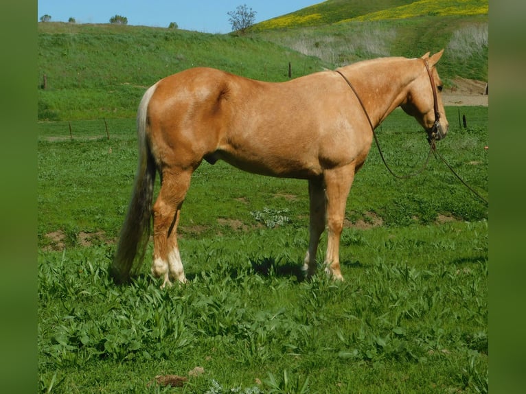 Quarter horse américain Hongre 14 Ans Palomino in Paicines CA