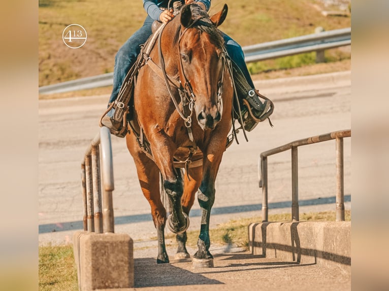 Quarter horse américain Hongre 14 Ans Roan-Bay in Weatherford TX