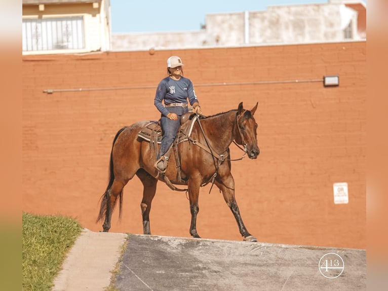 Quarter horse américain Hongre 14 Ans Roan-Bay in Weatherford TX