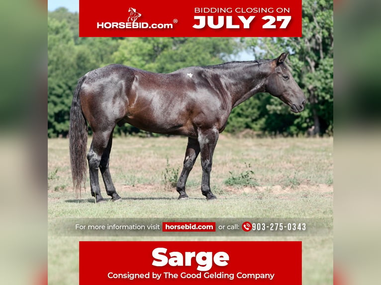 Quarter horse américain Croisé Hongre 14 Ans Rouan Bleu in Athens