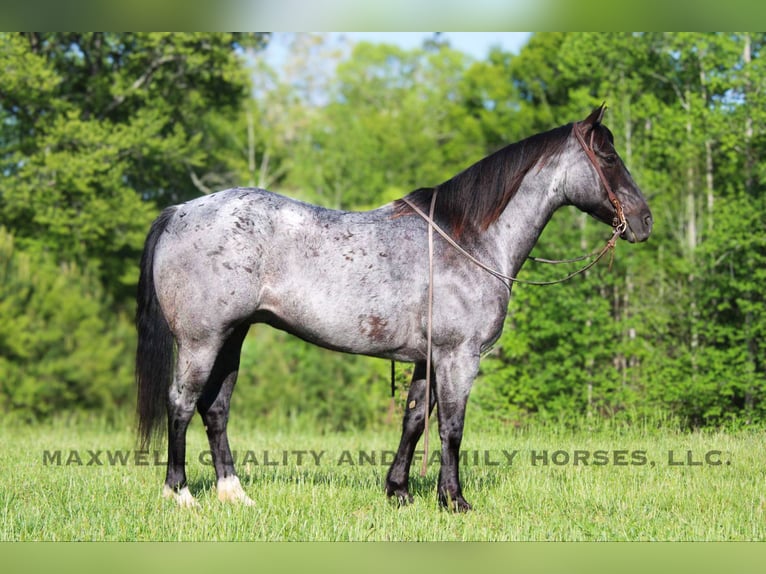 Quarter horse américain Hongre 14 Ans Rouan Bleu in Cherryville NC