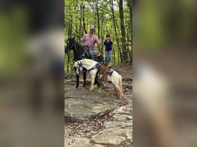 Quarter horse américain Hongre 14 Ans Rouan Bleu in Cherryville NC