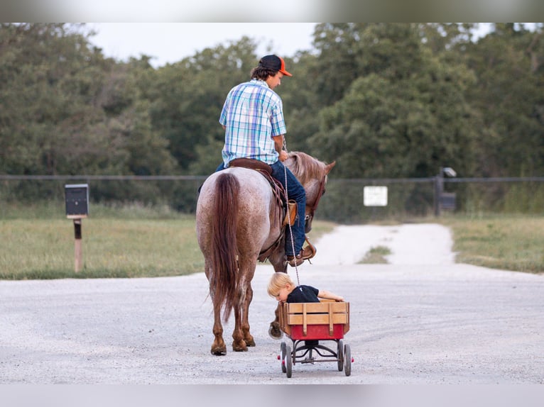 Quarter horse américain Hongre 14 Ans Rouan Rouge in Weatherford TX
