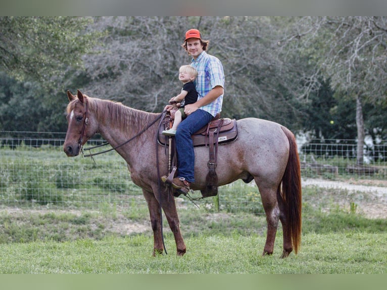 Quarter horse américain Hongre 14 Ans Rouan Rouge in Weatherford TX