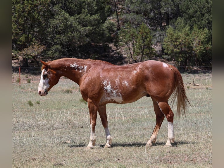 Quarter horse américain Hongre 14 Ans Rouan Rouge in Cottonwood AZ