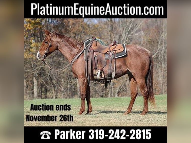 Quarter horse américain Hongre 14 Ans Rouan Rouge in Somerset, KY