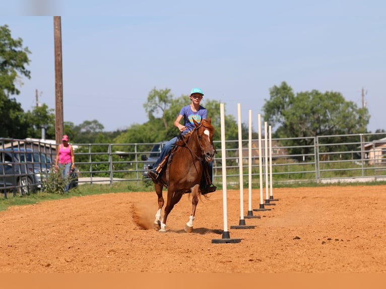 Quarter horse américain Hongre 14 Ans Rouan Rouge in Stephenville TX
