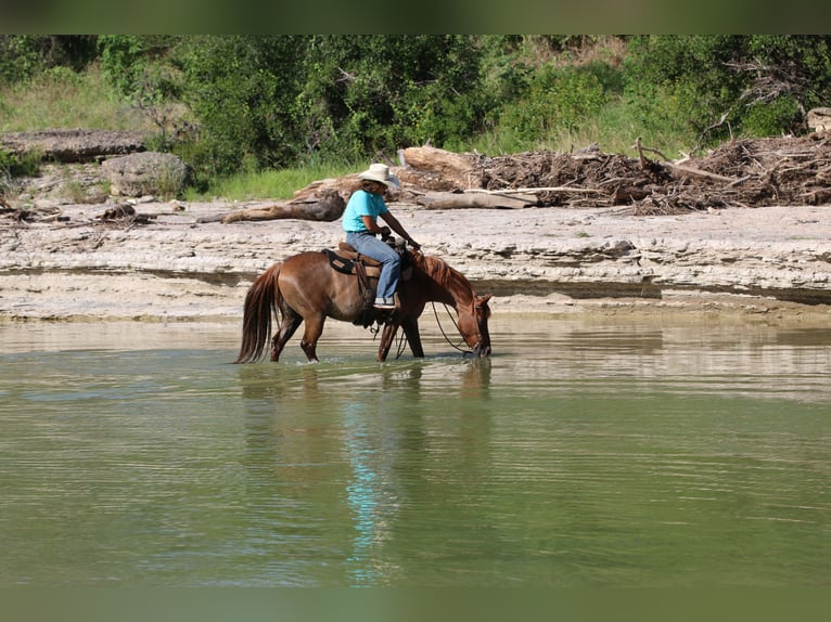 Quarter horse américain Hongre 14 Ans Rouan Rouge in Stephenville TX