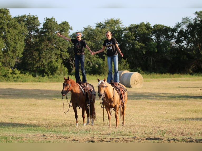 Quarter horse américain Hongre 14 Ans Rouan Rouge in Stephenville TX