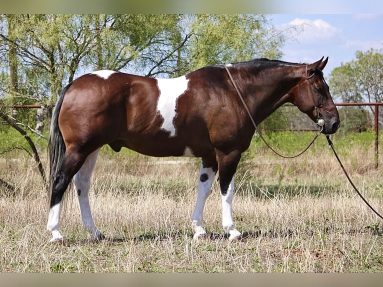 Quarter horse américain Hongre 14 Ans Tobiano-toutes couleurs in Weatherford, TX