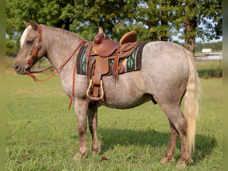 Quarter horse américain Hongre 15 Ans 119 cm Bai in Sallisaw OK