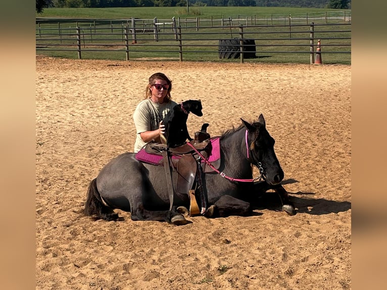 Quarter horse américain Hongre 15 Ans 119 cm Grullo in Mt Hope Al