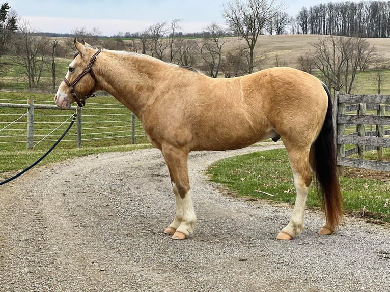 Quarter horse américain Hongre 15 Ans 142 cm Buckskin in Ashland, OH