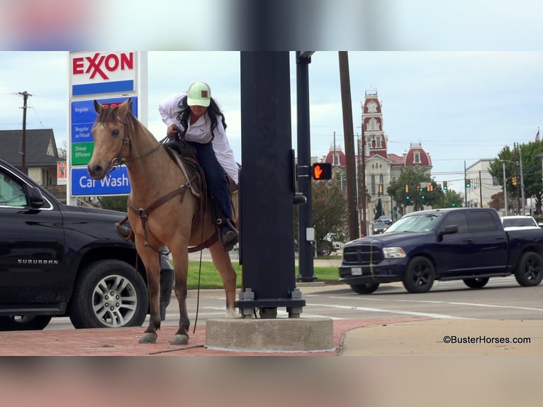 Quarter horse américain Hongre 15 Ans 142 cm Buckskin in Weatherford, TX