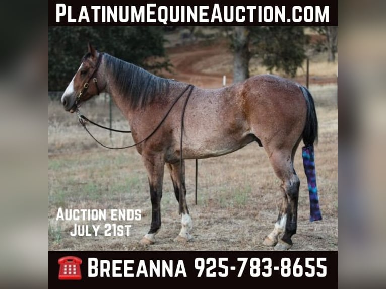 Quarter horse américain Hongre 15 Ans 142 cm Roan-Bay in Valley Springs CA