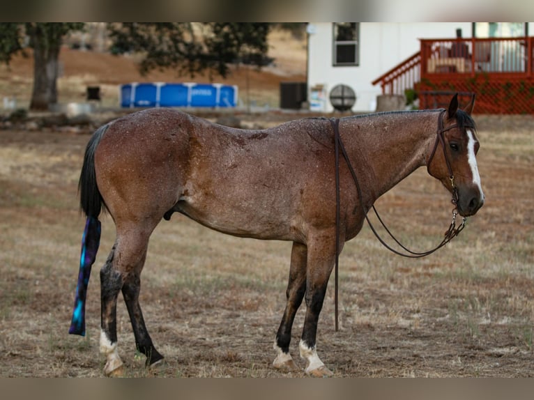 Quarter horse américain Hongre 15 Ans 142 cm Roan-Bay in Valley Springs CA