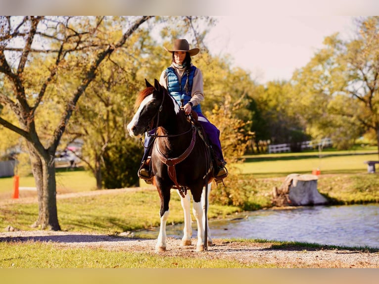 Quarter horse américain Hongre 15 Ans 142 cm Tobiano-toutes couleurs in Brandon SD