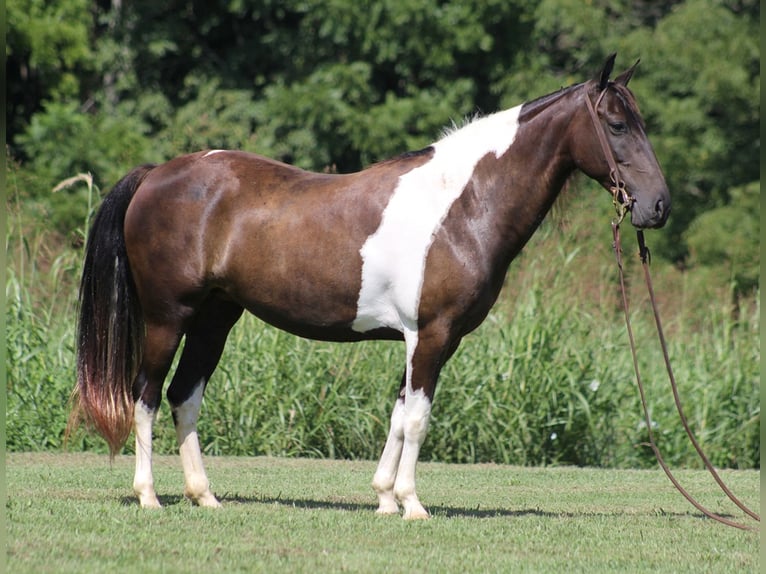 Quarter horse américain Hongre 15 Ans 142 cm Tobiano-toutes couleurs in Mount Vernon Ky