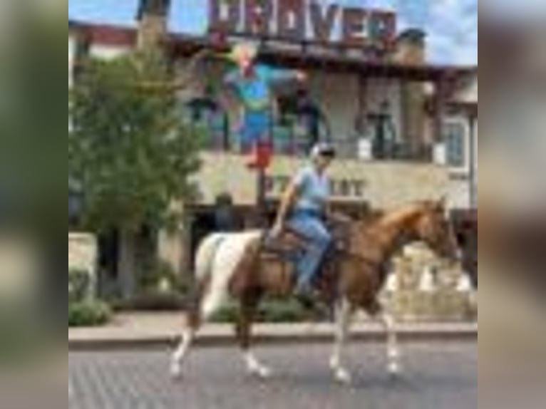 Quarter horse américain Hongre 15 Ans 145 cm Tobiano-toutes couleurs in Weatherford TX