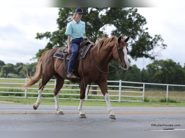 Quarter horse américain Hongre 15 Ans 147 cm Alezan brûlé in Weatherford TX