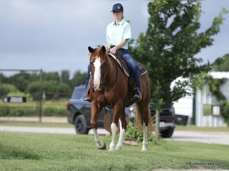 Quarter horse américain Hongre 15 Ans 147 cm Alezan brûlé in Weatherford TX