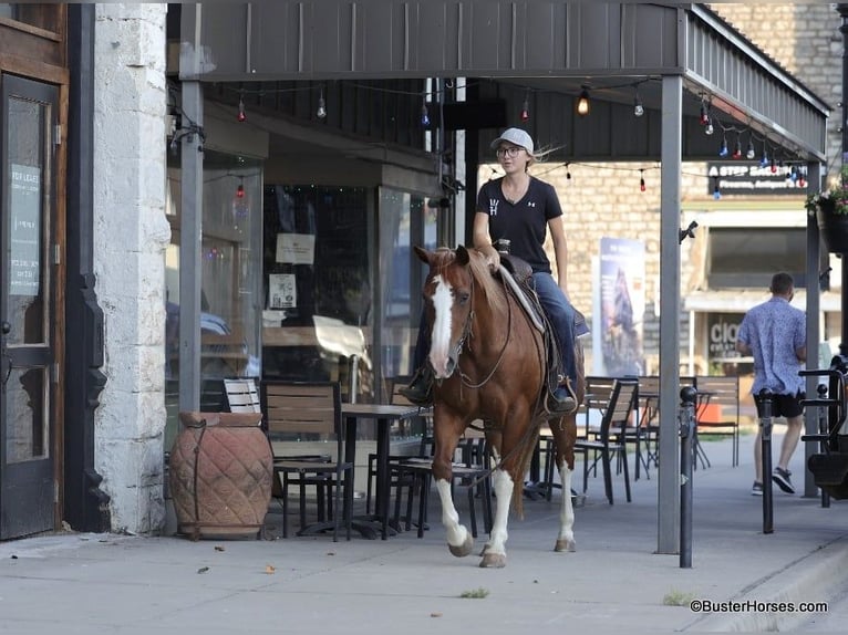 Quarter horse américain Hongre 15 Ans 147 cm Alezan brûlé in Weatherford TX