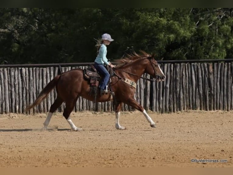 Quarter horse américain Hongre 15 Ans 147 cm Alezan brûlé in Weatherford TX