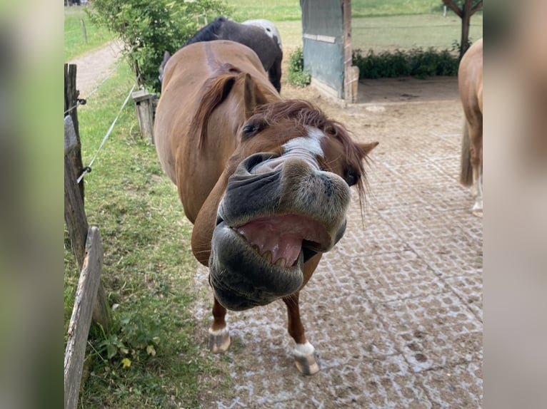 Quarter horse américain Hongre 15 Ans 147 cm Alezan dun in Modautal