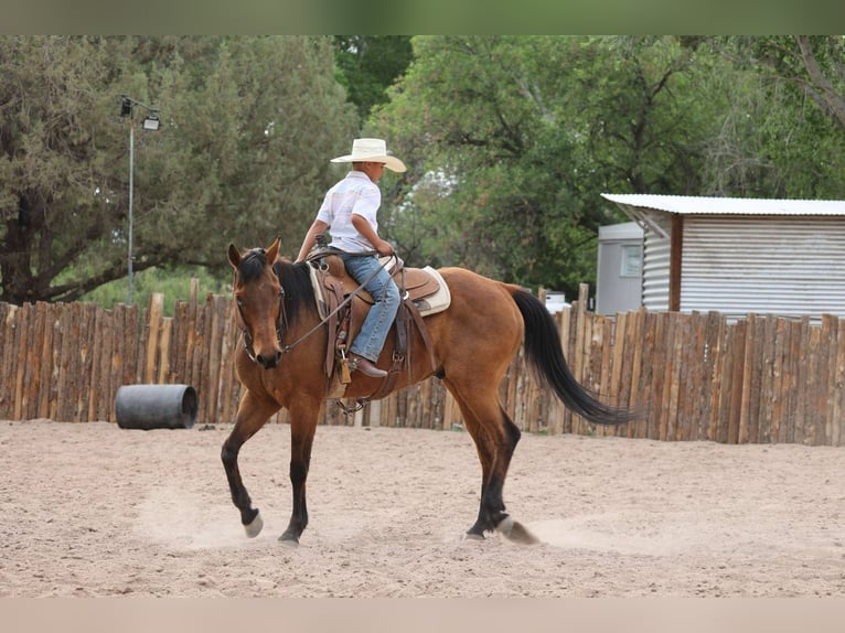 Quarter horse américain Hongre 15 Ans 147 cm Bai cerise in Camp Verde AZ