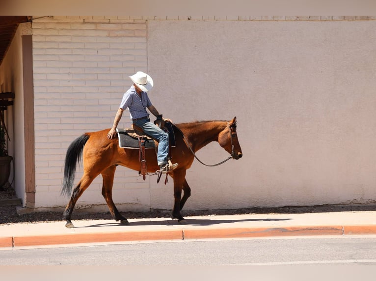 Quarter horse américain Hongre 15 Ans 147 cm Bai cerise in Camp Verde AZ