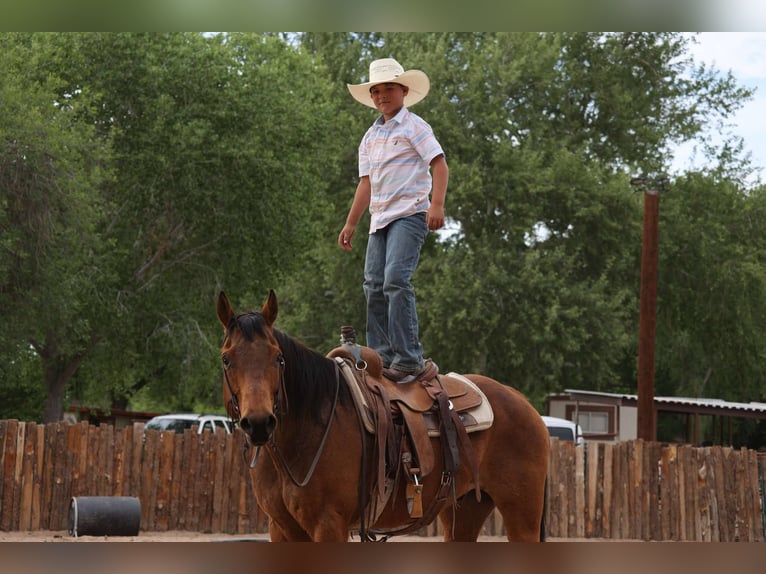 Quarter horse américain Hongre 15 Ans 147 cm Bai cerise in Camp Verde AZ