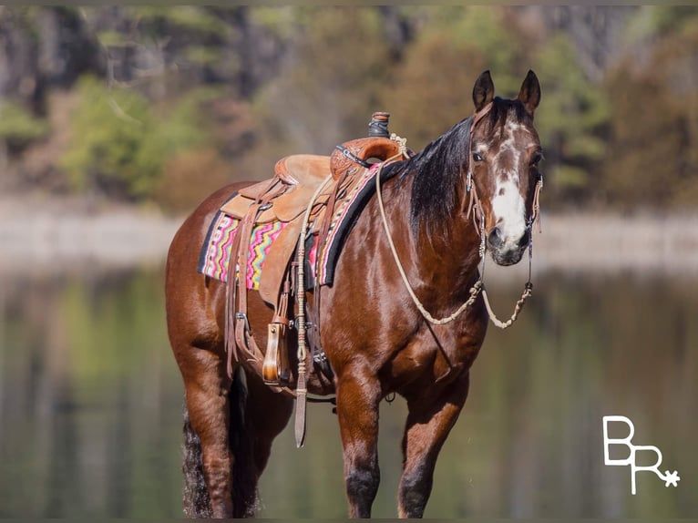 Quarter horse américain Hongre 15 Ans 147 cm Bai cerise in Mountain Grove MO