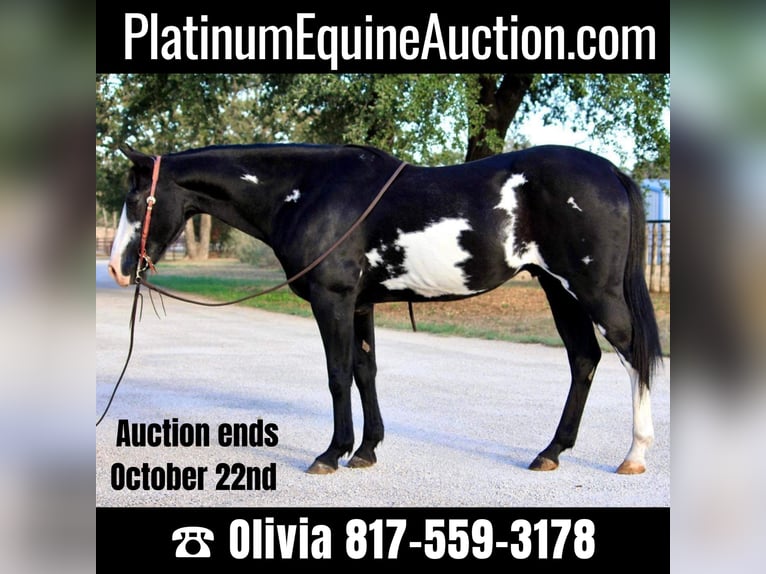 Quarter horse américain Hongre 15 Ans 147 cm Overo-toutes couleurs in Weatherford TX