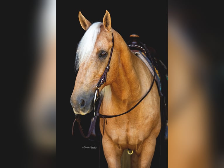 Quarter horse américain Hongre 15 Ans 147 cm Palomino in Brooksville FL