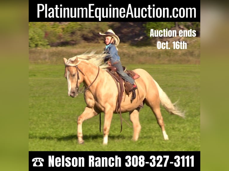 Quarter horse américain Hongre 15 Ans 147 cm Palomino in Rushville, NE