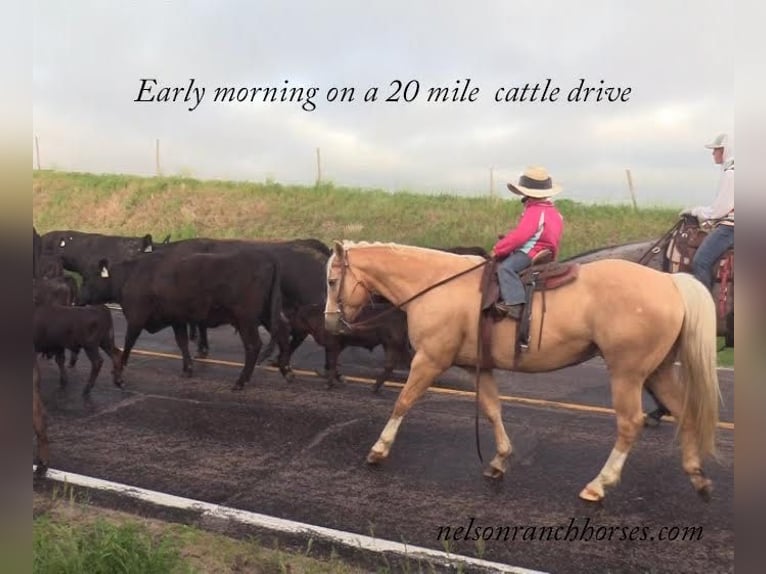 Quarter horse américain Hongre 15 Ans 147 cm Palomino in Rushville, NE