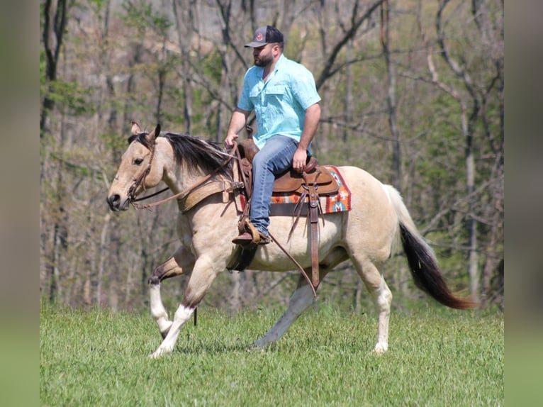 Quarter horse américain Hongre 15 Ans 147 cm Tobiano-toutes couleurs in Sanora Ky