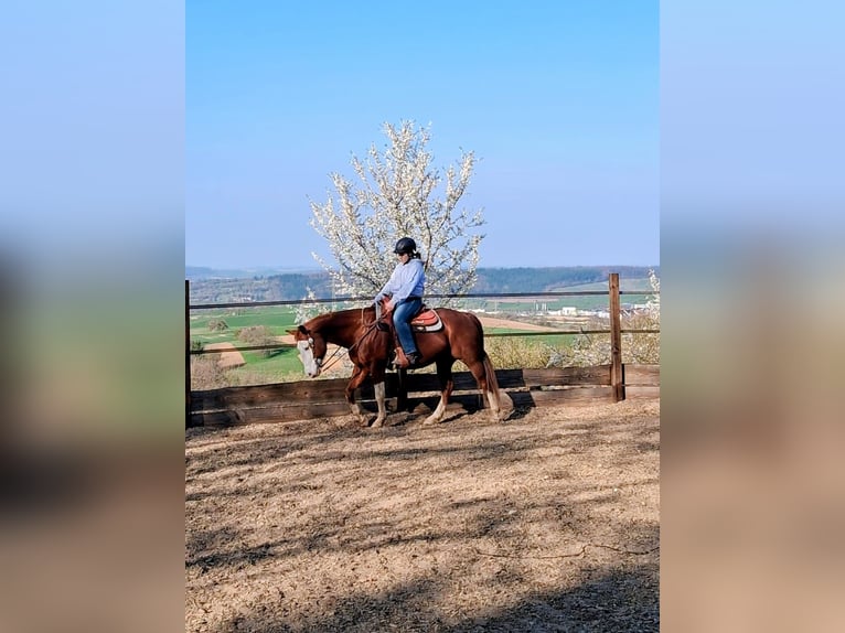 Quarter horse américain Hongre 15 Ans 148 cm Bai in Oberderdingen