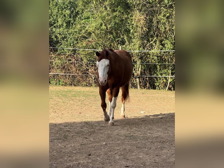 Quarter horse américain Hongre 15 Ans 148 cm Bai in Oberderdingen