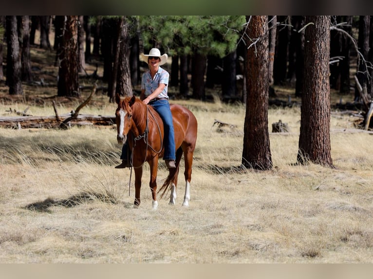 Quarter horse américain Hongre 15 Ans 150 cm Alezan brûlé in Cottonwood AZ