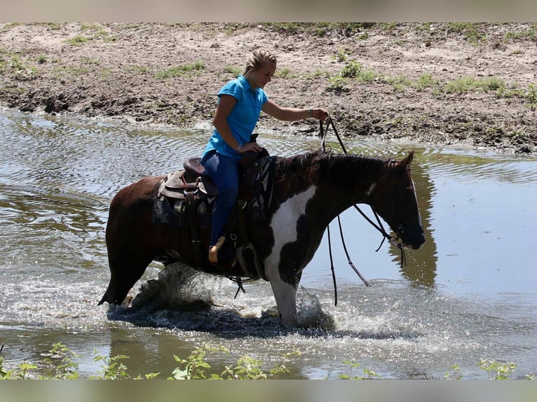 Quarter horse américain Hongre 15 Ans 150 cm Alezan brûlé in Lipan TX